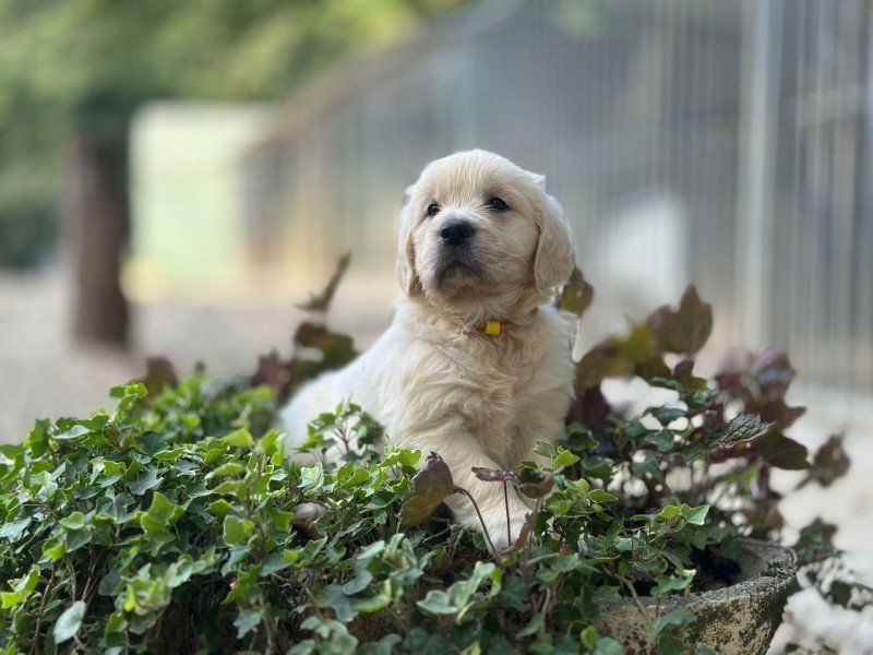 chiot (Portée Schweppes ❤ Bismark 2025) - Mâle sable du Fond de la Noye Mâle Golden retriever chiot (Portée Schweppes ❤ Bismark 2025) - Mâle sable du Fond de la Noye Mâle Golden retriever