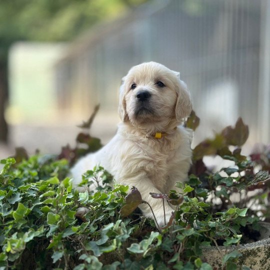 Arctic'Shadow du Fond de la Noye Mâle Golden retriever