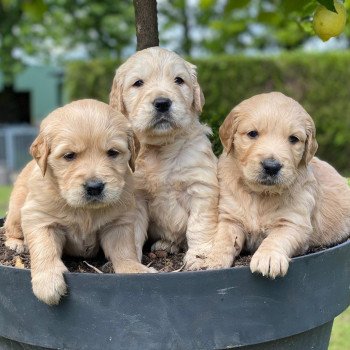 chiot Golden retriever fauve clair chiot (Portée Schweppes ❤ Roméo 2023) - Femelle fauve clair élevage du Fond de la Noye