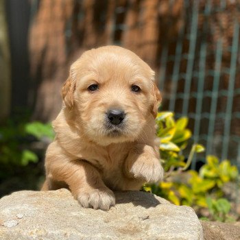 chiot Golden retriever fauve clair chiot (Portée Schweppes ❤ Roméo 2023) - Femelle fauve clair élevage du Fond de la Noye chiot Golden retriever fauve clair chiot (Portée Schweppes ❤ Roméo 2023) - Femelle fauve clair élevage du Fond de la Noye