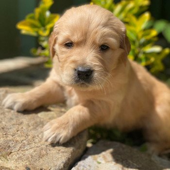 chiot Golden retriever fauve clair chiot (Portée Schweppes ❤ Roméo 2023) - Femelle fauve clair élevage du Fond de la Noye chiot Golden retriever fauve clair chiot (Portée Schweppes ❤ Roméo 2023) - Femelle fauve clair élevage du Fond de la Noye