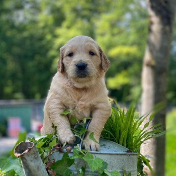 chiot Golden retriever fauve clair chiot (Portée Schweppes ❤ Roméo 2023) - Femelle fauve clair élevage du Fond de la Noye