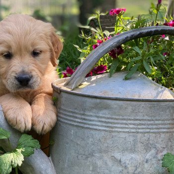 chiot Golden retriever fauve clair chiot (Portée Schweppes ❤ Roméo 2023) - Femelle fauve clair élevage du Fond de la Noye