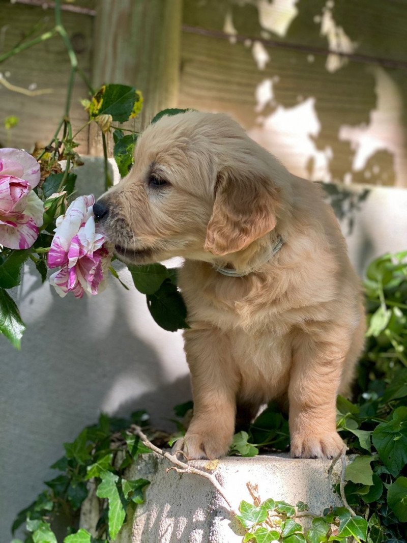 U'Pixel du Fond de la Noye Femelle Golden retriever