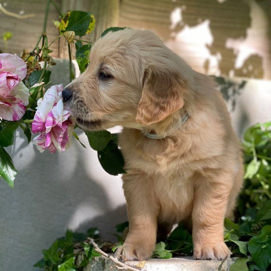 U'Pixel du Fond de la Noye Femelle Golden retriever