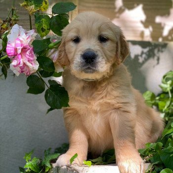 chiot Golden retriever fauve clair chiot (Portée Schweppes ❤ Roméo 2023) - Femelle fauve clair élevage du Fond de la Noye