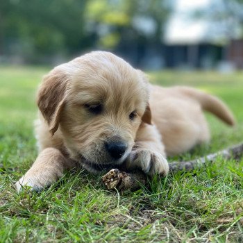 chiot Golden retriever fauve clair chiot (Portée Schweppes ❤ Roméo 2023) - Femelle fauve clair élevage du Fond de la Noye