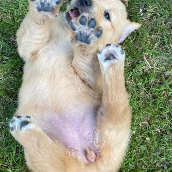 chiot Golden retriever fauve clair chiot (Portée Schweppes ❤ Roméo 2023) - Femelle fauve clair élevage du Fond de la Noye