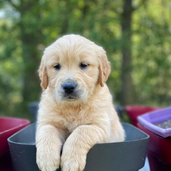 chiot Golden retriever fauve clair chiot (Portée Schweppes ❤ Roméo 2023) - Femelle fauve clair élevage du Fond de la Noye