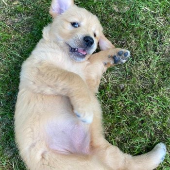 chiot Golden retriever fauve clair chiot (Portée Schweppes ❤ Roméo 2023) - Femelle fauve clair élevage du Fond de la Noye