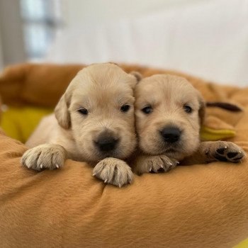 chiot Golden retriever fauve clair chiot (Portée Schweppes ❤ Roméo 2023) - Femelle fauve clair élevage du Fond de la Noye