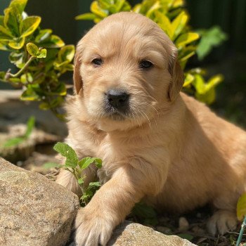 chiot Golden retriever fauve clair chiot (Portée Schweppes ❤ Roméo 2023) - Femelle fauve clair élevage du Fond de la Noye