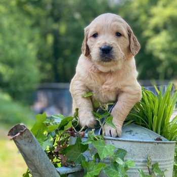 chiot Golden retriever fauve clair chiot (Portée Schweppes ❤ Roméo 2023) - Femelle fauve clair élevage du Fond de la Noye chiot Golden retriever fauve clair chiot (Portée Schweppes ❤ Roméo 2023) - Femelle fauve clair élevage du Fond de la Noye