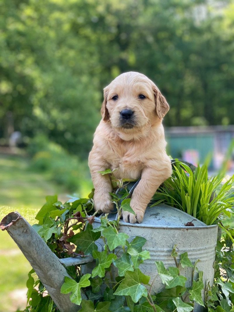 Uhna Sasha du Fond de la Noye Femelle Golden retriever