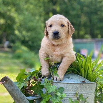 chiot Golden retriever fauve clair chiot (Portée Schweppes ❤ Roméo 2023) - Femelle fauve clair élevage du Fond de la Noye