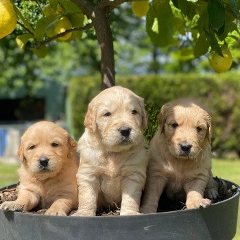 chiot Golden retriever fauve clair chiot (Portée Schweppes ❤ Roméo 2023) - Femelle fauve clair élevage du Fond de la Noye