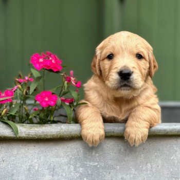 chiot Golden retriever fauve clair chiot (Portée Schweppes ❤ Roméo 2024) - Femelle fauve clair élevage du Fond de la Noye chiot Golden retriever fauve clair chiot (Portée Schweppes ❤ Roméo 2024) - Femelle fauve clair élevage du Fond de la Noye