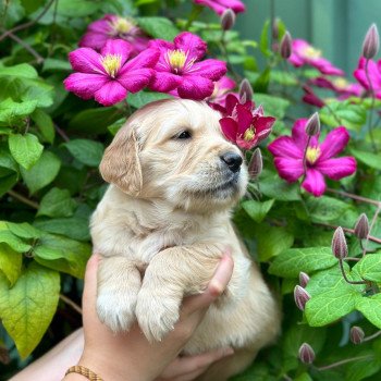 chiot Golden retriever fauve clair chiot (Portée Schweppes ❤ Roméo 2024) - Femelle fauve clair élevage du Fond de la Noye chiot Golden retriever fauve clair chiot (Portée Schweppes ❤ Roméo 2024) - Femelle fauve clair élevage du Fond de la Noye