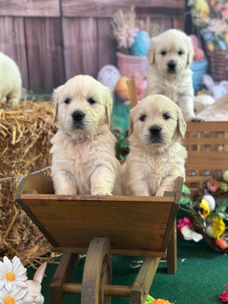 chiot (Portée S'Quisse ❤ Bismark 2026) - Mâle sable du Fond de la Noye Mâle Golden retriever
