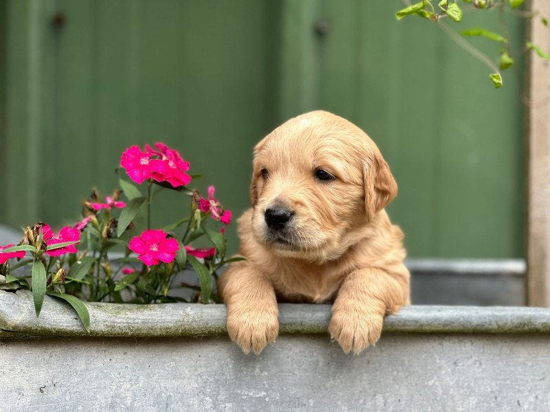 chiot (Portée Tahiti ❤ Bismark 2025) - Femelle fauve clair du Fond de la Noye Femelle Golden retriever chiot (Portée Tahiti ❤ Bismark 2025) - Femelle fauve clair du Fond de la Noye Femelle Golden retriever