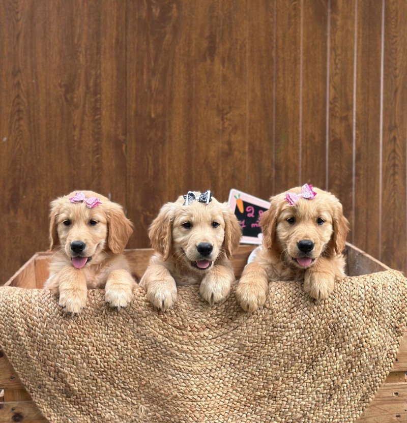 chiot (Portée Tahiti ❤ Bismark 2025) - Femelle fauve clair du Fond de la Noye Femelle Golden retriever