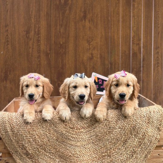 A'Kaïna du Fond de la Noye Femelle Golden retriever