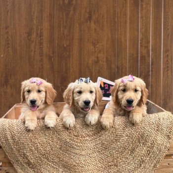 chiot Golden retriever fauve clair chiot (Portée Tahiti ❤ Bismark 2025) - Femelle fauve clair élevage du Fond de la Noye