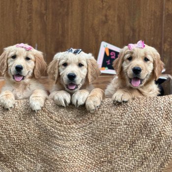 chiot Golden retriever fauve clair chiot (Portée Tahiti ❤ Bismark 2025) - Femelle fauve clair élevage du Fond de la Noye