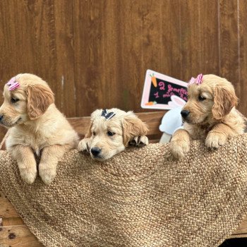 chiot Golden retriever fauve clair chiot (Portée Tahiti ❤ Bismark 2025) - Femelle fauve clair élevage du Fond de la Noye