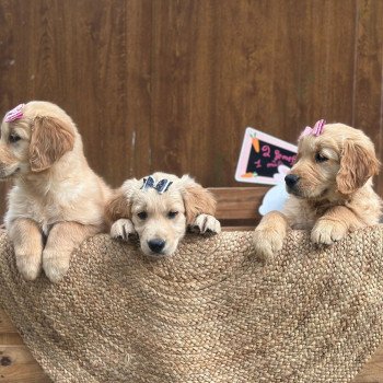 chiot Golden retriever fauve clair chiot (Portée Tahiti ❤ Bismark 2025) - Femelle fauve clair élevage du Fond de la Noye