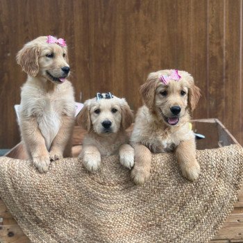 chiot Golden retriever fauve clair chiot (Portée Tahiti ❤ Bismark 2025) - Femelle fauve clair élevage du Fond de la Noye