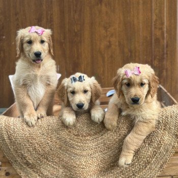 chiot Golden retriever fauve clair chiot (Portée Tahiti ❤ Bismark 2025) - Femelle fauve clair élevage du Fond de la Noye