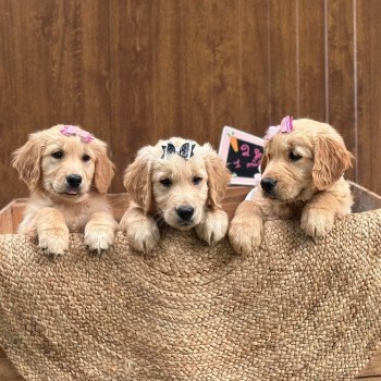 chiot Golden retriever fauve clair chiot (Portée Tahiti ❤ Bismark 2025) - Femelle fauve clair élevage du Fond de la Noye