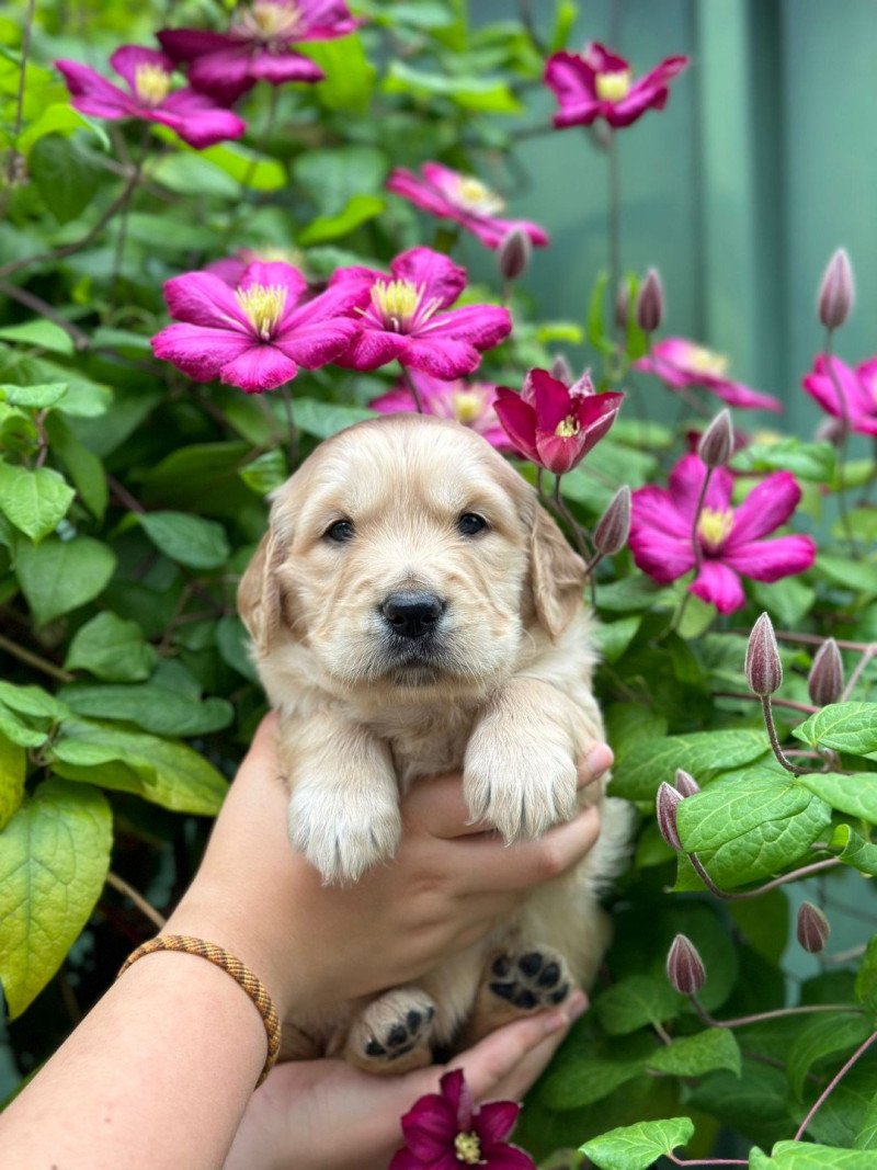 chiot (Portée Tahiti ❤ Bismark 2025) - Mâle fauve clair du Fond de la Noye Mâle Golden retriever chiot (Portée Tahiti ❤ Bismark 2025) - Mâle fauve clair du Fond de la Noye Mâle Golden retriever