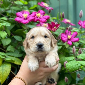 chiot (Portée Tahiti ❤ Bismark 2025) - Mâle fauve clair du Fond de la Noye Mâle Golden retriever