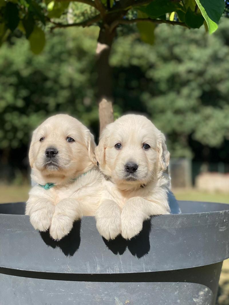 chiot (Portée Uguette ❤ Bismark 2026) - Femelle du Fond de la Noye Femelle Golden retriever
