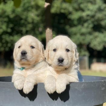 chiot Golden retriever chiot (Portée Uguette ❤ Bismark 2026) - Femelle élevage du Fond de la Noye