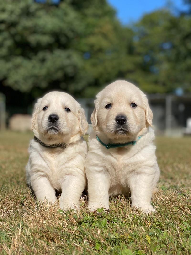 chiot (Portée Uguette ❤ Bismark 2026) - Mâle sable du Fond de la Noye Mâle Golden retriever