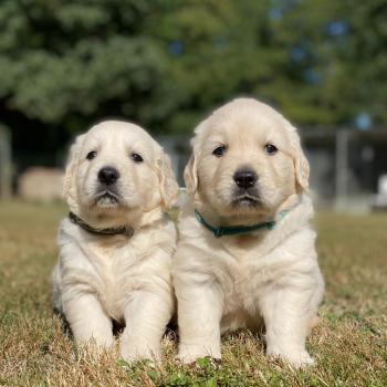 chiot Golden retriever sable chiot (Portée Uguette ❤ Bismark 2026) - Mâle sable élevage du Fond de la Noye