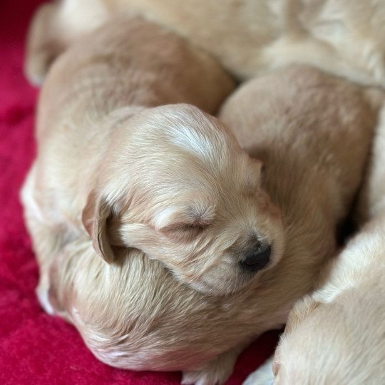 Amy du Fond de la Noye Femelle Golden retriever