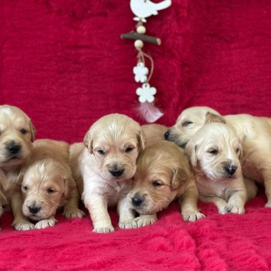 A'Zelda du Fond de la Noye Femelle Golden retriever