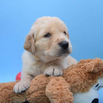 chiot Golden retriever Collier beige élevage du Fond de la Noye