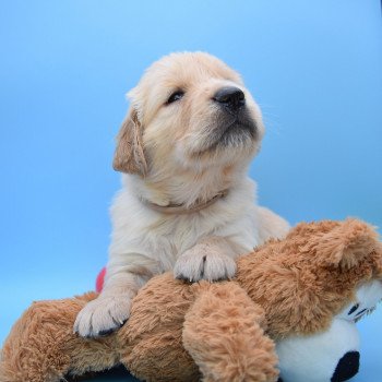 chiot Golden retriever Collier beige élevage du Fond de la Noye