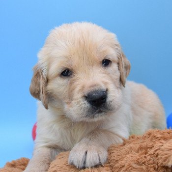 chiot Golden retriever Collier beige élevage du Fond de la Noye