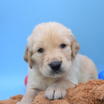 chiot Golden retriever Collier beige élevage du Fond de la Noye