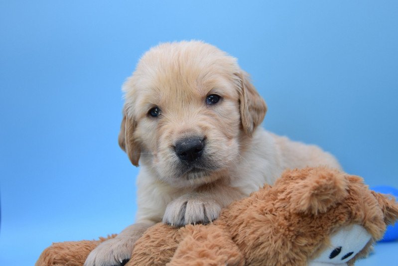 R'Poupy du Fond de la Noye Mâle Golden retriever