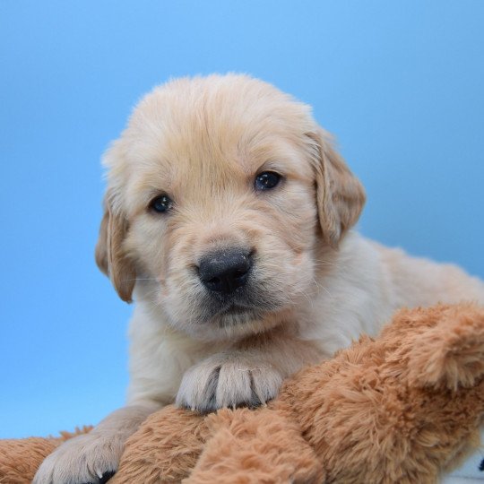 R'Poupy du Fond de la Noye Mâle Golden retriever