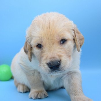 chiot Golden retriever Collier beige élevage du Fond de la Noye