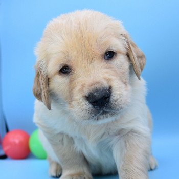 chiot Golden retriever Collier beige élevage du Fond de la Noye