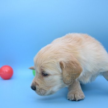 chiot Golden retriever Collier beige élevage du Fond de la Noye